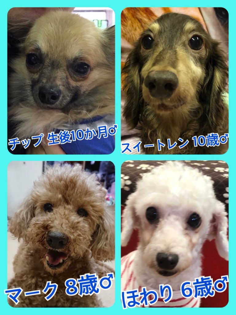 夏休みは保護犬猫のお迎えに最高のタイミング😃🐾今日の里親様募集中ワンコ🐶メンバーです🐾2019,7,24